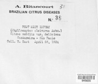 Citrus nobilis image